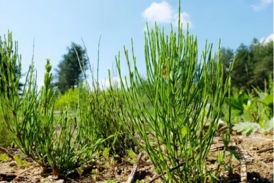 ​阿鲁科尔沁旗三宝之一麻黄草