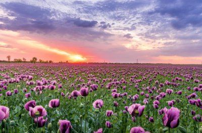 ​看起来小家子气，但对自己却很大方的生肖女