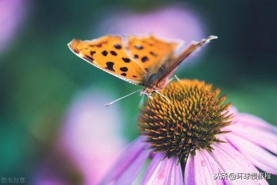 ​（诗与远方）爱情诗：（我的）爱似蝴蝶