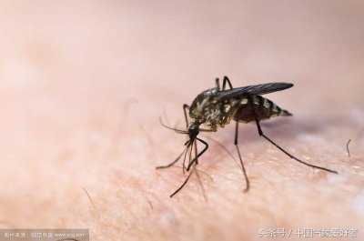 ​世界四大蚊子王国，有一个竟然在中国新疆！