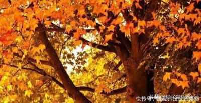 ​人品，就是一个人最硬的底牌，人品的好与坏，决定了人一生的高度