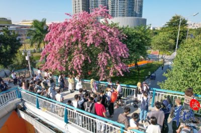 ​图集｜美丽异木棉吸引众多路人打卡留影