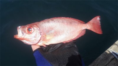 ​加纳行纪之红笛鲷日志：淡扫蛾眉朝至尊