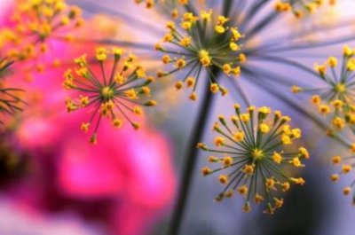 ​从地中海漂洋过海而来的莳萝籽，竟然还被误认为是茴香？