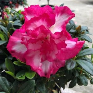 ​西洋鹃品种及养殖技术