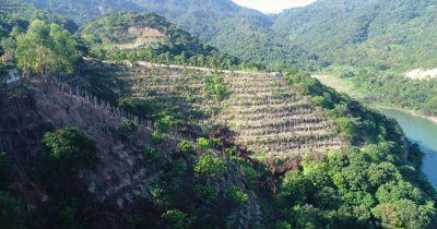 ​东莞莞香何以飘香不衰？且向岭南看今朝