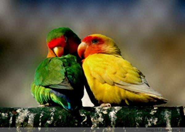 十大最受欢迎鹦鹉，你更喜欢哪一种呢？个人更推荐金刚鹦鹉