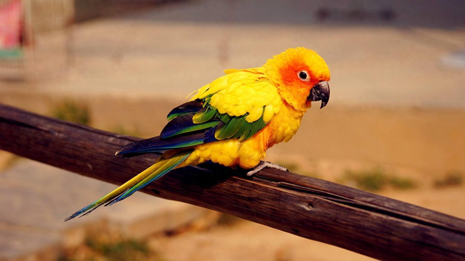 十大最受欢迎鹦鹉，你更喜欢哪一种呢？个人更推荐金刚鹦鹉