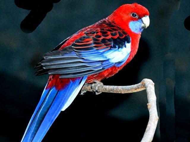 十大最受欢迎鹦鹉，你更喜欢哪一种呢？个人更推荐金刚鹦鹉