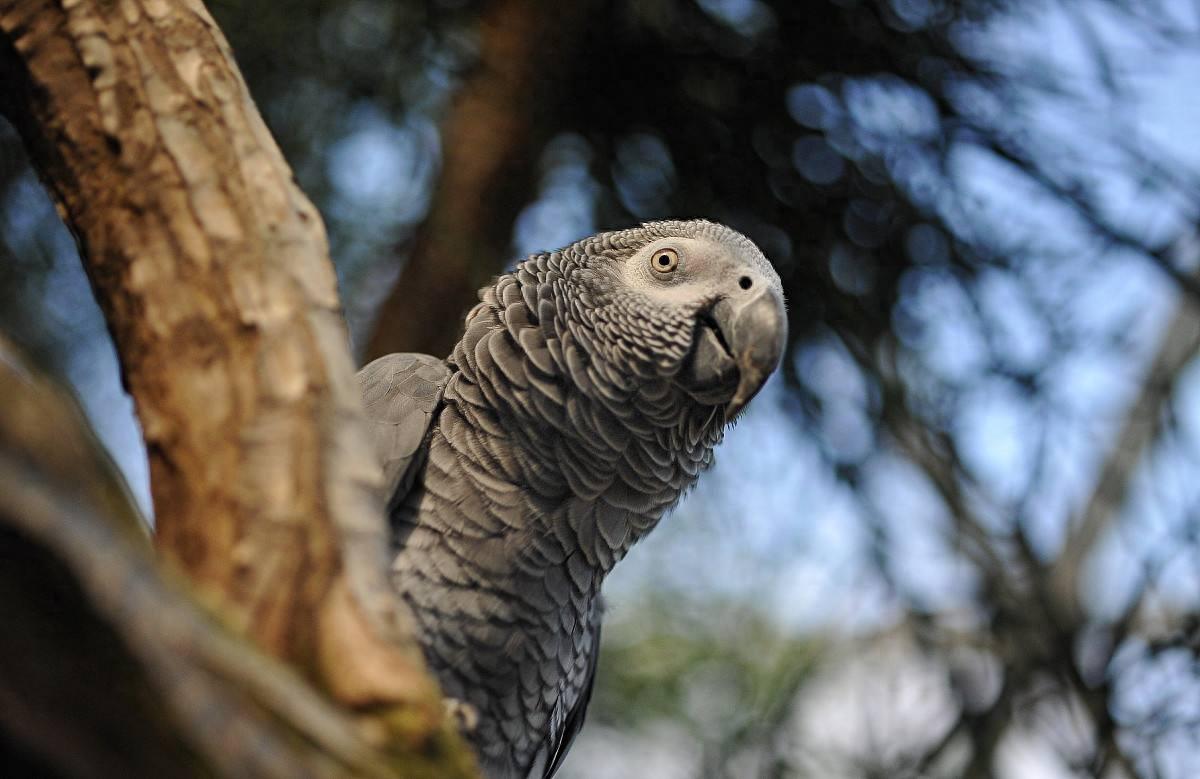 十大最受欢迎鹦鹉，你更喜欢哪一种呢？个人更推荐金刚鹦鹉
