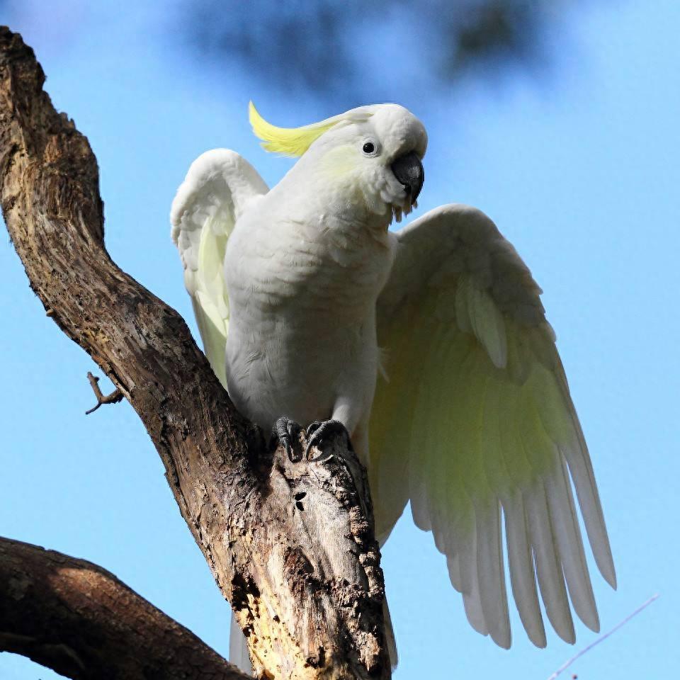 十大最受欢迎鹦鹉，你更喜欢哪一种呢？个人更推荐金刚鹦鹉