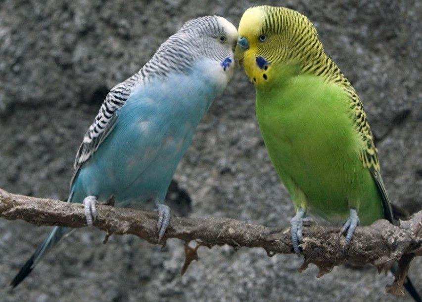 十大最受欢迎鹦鹉，你更喜欢哪一种呢？个人更推荐金刚鹦鹉