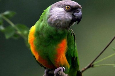 ​十大最受欢迎鹦鹉，你更喜欢哪一种呢？个人更推荐金刚鹦鹉