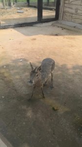 ​河北衡水，除了衡水中学还有美丽的野生动物园