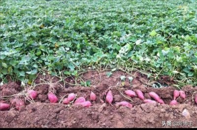 ​红薯叶的另类健康吃法