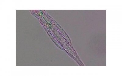 ​婚前承诺书有没有法律效力