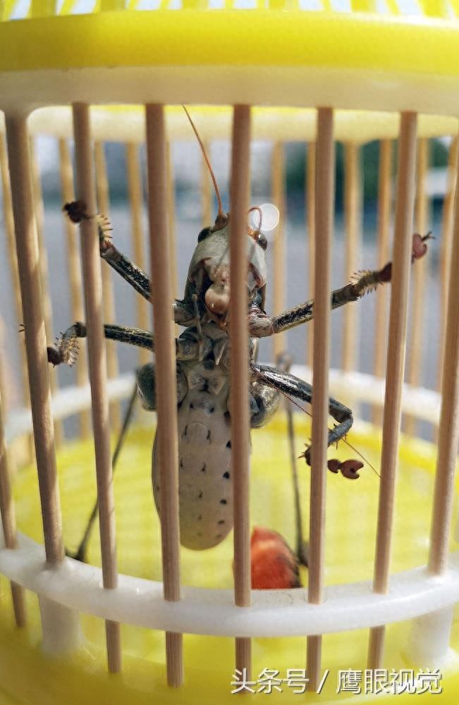 农村娃在地里随便抓的蝈蝈，城里却卖到10元一只，10分钟赚300元