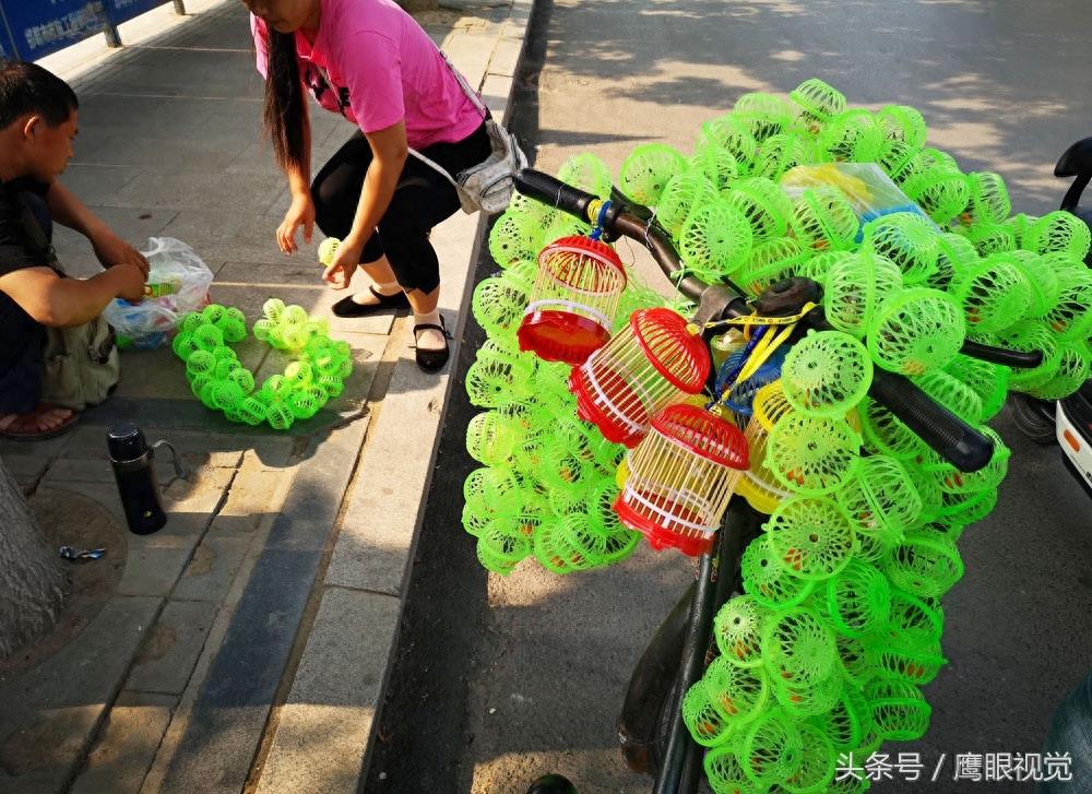 农村娃在地里随便抓的蝈蝈，城里却卖到10元一只，10分钟赚300元