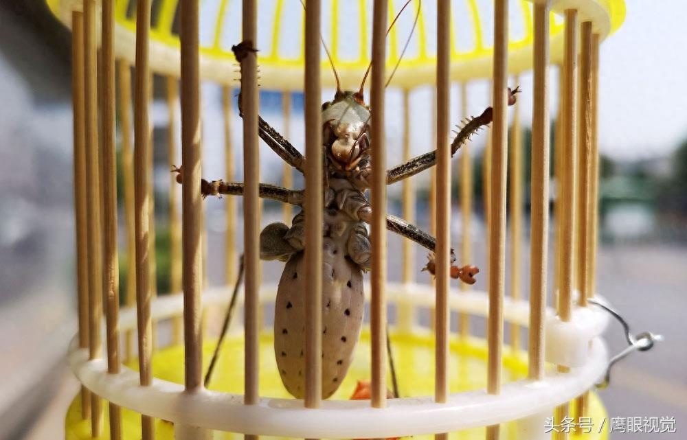 农村娃在地里随便抓的蝈蝈，城里却卖到10元一只，10分钟赚300元