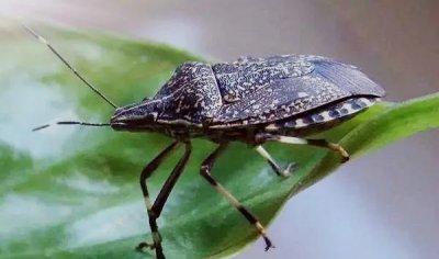 ​农村这种臭屁虫，是昆虫界的香饽饽，能食用，能药用