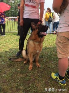 ​CSV德牧四川地方展 德牧届的选美大赛