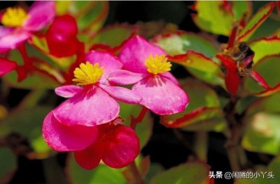 ​玻璃翠花妖艳浓郁，何氏凤仙机智勇气