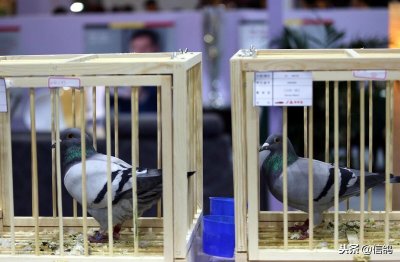 ​宣威银集春鹏预赛吹响号角，五千多羽赛鸽展开角逐