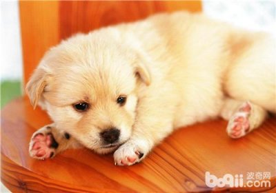 ​狗皮肤病常见病因及症状特点