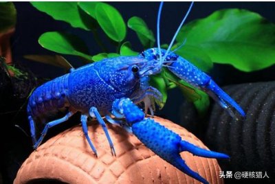 ​小龙虾“近亲”想要入侵中国？肉质更鲜嫩，吃货：看来教训不太够