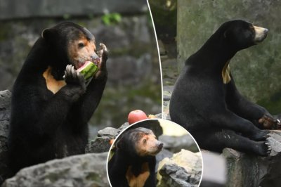 ​中国动物园的一头马来熊火爆全球！国外网友：它到底是熊还是人？