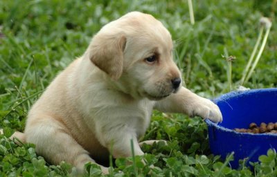 ​拉布拉多什么时候会认主？该怎么喂养它？掌握喂养方法很重要