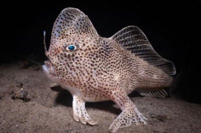 ​“用手走路”的鱼27年后再现澳大利亚海岸