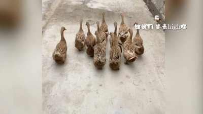 ​76秒丨11只“网红鸭”的“幕后推手”来啦：曾做过群演 会继续养鸭子
