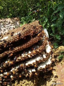 ​自学养胡蜂，如何第一次就养殖成功