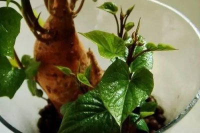 ​水培红薯盆栽原来可以这么好看，还能吃，你家有吗？