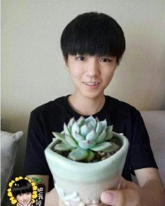 ​王俊凯喜欢什么花(王俊凯喜欢的植物)