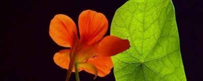 ​旱荷花的养殖方法和注意事项