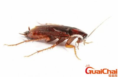 ​蟑螂会不会靠近熟睡的人？近熟睡的人蟑螂会靠近吗？