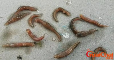 ​蚂蟥是什么东西？蚂蟥有哪些种类？