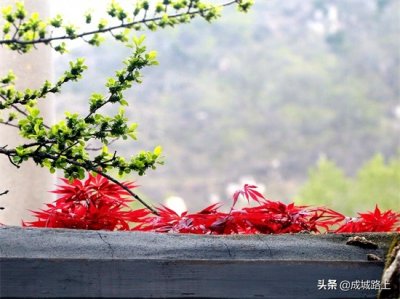 ​上联：一枝一叶说春意，求下联？附摄影《春意盎然》