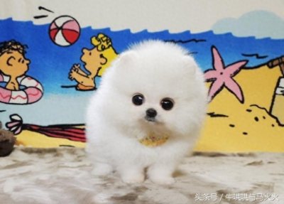 ​萌死人不偿命的茶杯犬，你想养吗