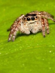 ​蜘蛛种类(家中常见的20种蜘蛛)