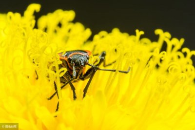 ​蜗牛是农作物的害虫，蜗牛的天敌是什么？老农说是萤火虫