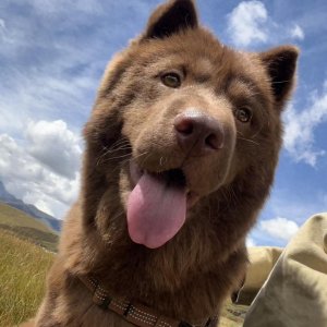 ​从无人问津到身价上万 本地土狗“土松犬”为何走红宠物市场？