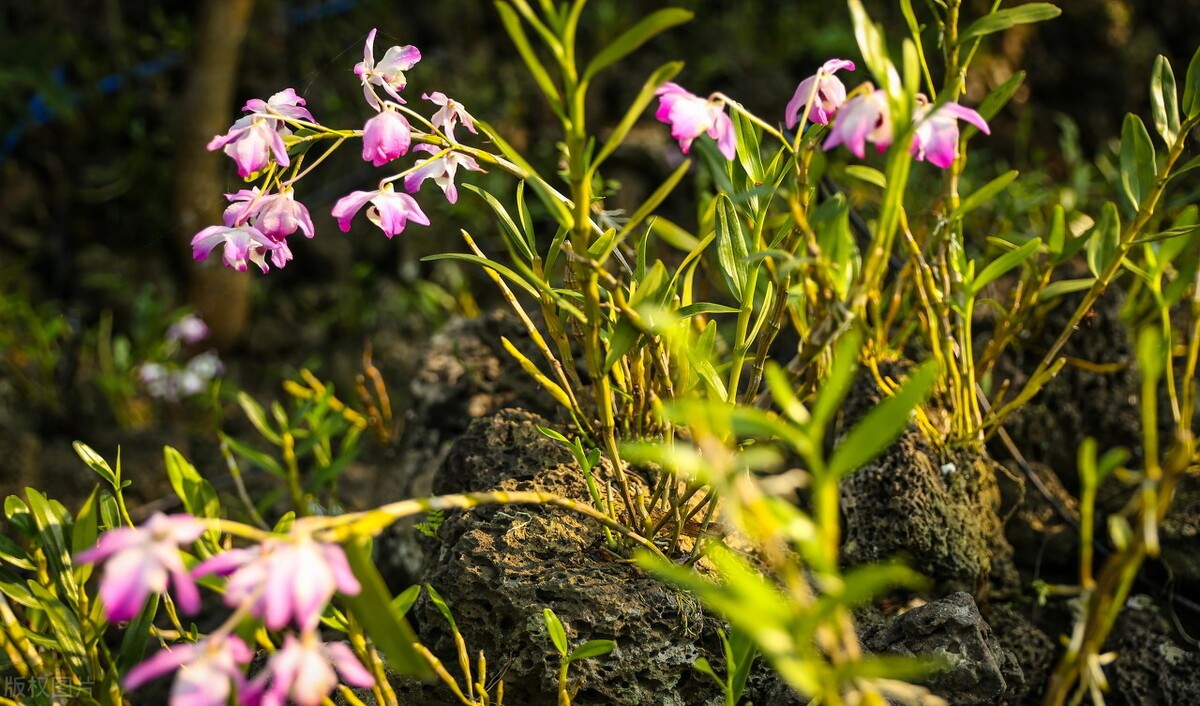 野生铁皮石斛有什么药效（详解铁皮石斛的药用价值）