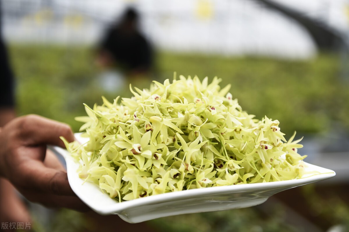 野生铁皮石斛有什么药效（详解铁皮石斛的药用价值）