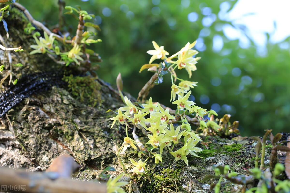 野生铁皮石斛有什么药效（详解铁皮石斛的药用价值）