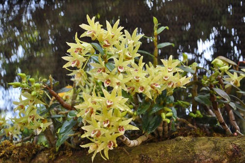 野生铁皮石斛有什么药效（详解铁皮石斛的药用价值）