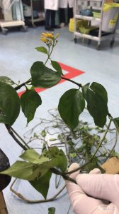 ​男子网购“金银花”治感冒，喝下去却被发现是“断肠草”险丧命