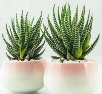 ​多肉·条纹十二卷·